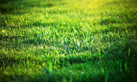 Wat is nu de beste maand om graszoden te leggen?