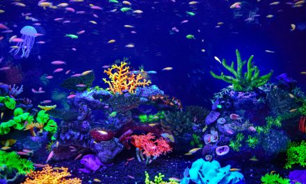 Verlicht de onderwaterwereld: Aquarium LED Verlichting